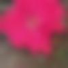 woman seeking men Phulera near me photo - Priya