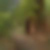 Haldwani Male, photo - Sumii
