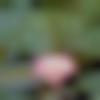 woman seeking men Amreli near me photo - Chithra
