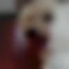 woman seeking men Ramdurg near me photo - Neethu