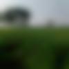 woman seeking men Goa photo - Vandyyyy