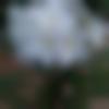 woman seeking men Ramachandrapuram near me photo - Ichhe