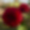 Female Photo - Rohini