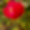 woman seeking men Forbesganj near me photo - Puza