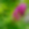 Single Female - ????????s