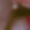 Matrimony Female Profile Vijayawada