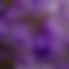 Limbu Ladies, Woman Seeking Men Photo - Surekha