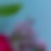Sikkimese Ladies, Woman Seeking Men Photo - S