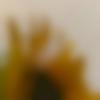 Single Female - Syeda