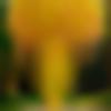 Wayanad Male Photo - Rane