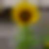 Male Photo - Ghanasham