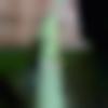 Marwari Ladies, Woman Seeking Men Photo - Saroja