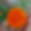 woman seeking men Gomoh near me photo - Roes