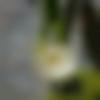 Hamirpur Male, photo - Suny