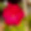 woman seeking men Ghatal near me photo - Suparna