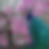 woman seeking men Alipurduar near me photo - Janvi