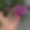Single Female - Harwinder