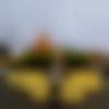 Male Photo - Norden