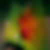 woman seeking men Alathur near me photo - Dhanya