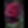 woman seeking men Faridabad near me photo - Cute