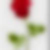 Male Photo - Dipak