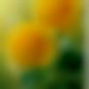 woman seeking men Dhanbad near me photo - Anjali