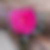 woman seeking men Thanjavur near me photo - Ammu