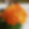 woman seeking men Sambhal near me photo - K