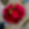 woman seeking men Agartala near me photo - Liza