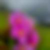 Arunachal Pradesh single Female - Mazie