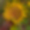 woman seeking men Balangir near me photo - Purnima