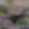 woman seeking men Bageshwar near me photo - Meesha
